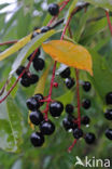 Amerikaanse vogelkers (Prunus serotina)