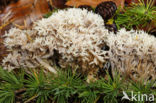 Anijskoraalzwam (Ramaria gracilis)