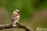 Hawfinch (Coccothraustes coccothraustes)