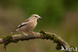 Hawfinch (Coccothraustes coccothraustes)