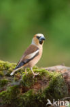 Hawfinch (Coccothraustes coccothraustes)