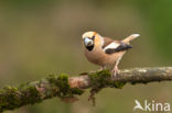 Hawfinch (Coccothraustes coccothraustes)