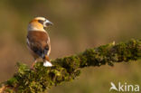 Hawfinch (Coccothraustes coccothraustes)