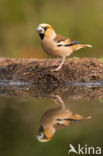 Hawfinch (Coccothraustes coccothraustes)