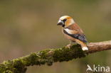 Hawfinch (Coccothraustes coccothraustes)