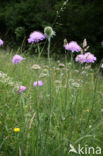 Beemdkroon (Knautia arvensis) 