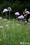 Beemdkroon (Knautia arvensis) 