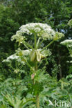 Giant Hogweed (Heracleum mantegazzianum)