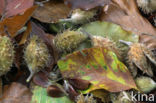 Beech (Fagus sylvatica)