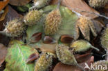 Beech (Fagus sylvatica)