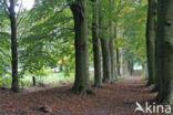 Beuk (Fagus sylvatica)