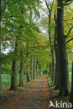 Beuk (Fagus sylvatica)