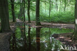 Beech (Fagus sylvatica)