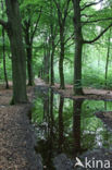 Beuk (Fagus sylvatica)