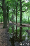 Beech (Fagus sylvatica)