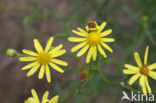 Narrow-leaved Ragwort (Senecio inaequidens)