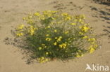Narrow-leaved Ragwort (Senecio inaequidens)