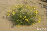 Bezemkruiskruid (Senecio inaequidens)