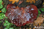 Biefstukzwam (Fistulina hepatica)