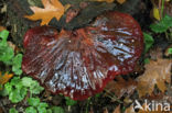 Biefstukzwam (Fistulina hepatica)