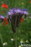 Lacy Phacelia (Phacelia tanacetifolia)