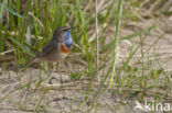 Blauwborst (Luscinia svecica)