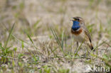 Blauwborst (Luscinia svecica)