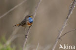 Blauwborst (Luscinia svecica)