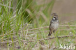 Blauwborst (Luscinia svecica)