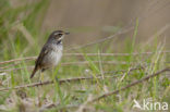 Blauwborst (Luscinia svecica)