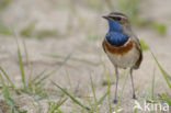 Blauwborst (Luscinia svecica)