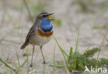 Blauwborst (Luscinia svecica)