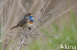 Blauwborst (Luscinia svecica)