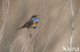 Blauwborst (Luscinia svecica)