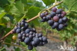 Grape-vine
