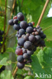 Grape-vine