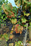 Grape-vine