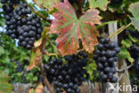 Grape-vine