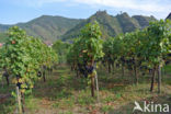 Grape-vine