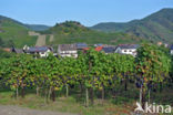 Grape-vine