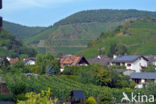 Grape-vine