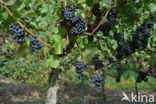 Grape-vine