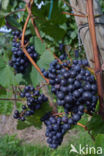 Grape-vine