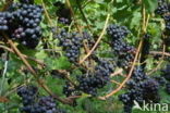 Grape-vine