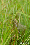 Blauwe glazenmaker (Aeshna cyanea)