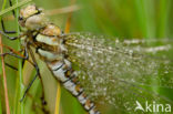 Blauwe glazenmaker (Aeshna cyanea)