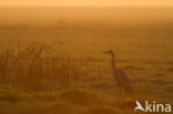 Blauwe Reiger (Ardea cinerea)