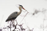 Grey Heron (Ardea cinerea)