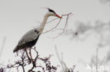 Grey Heron (Ardea cinerea)