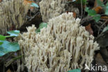 Bleke koraalzwam (Ramaria pallida) 